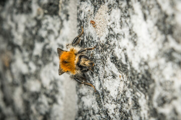 Nahaufnahme einer Hummel die an einer Wand krabbelt, Deutschland © stgrafix