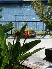 花壇に植えられているゴクラクチョウカ