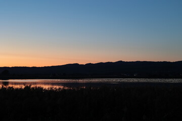 Obraz premium ねぐら入りしたマガンが羽を休める、日没後の宮島沼