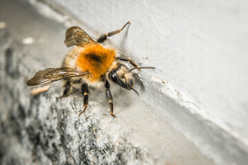 Nahaufnahme einer Hummel die an einer Wand krabbelt, Deutschland © stgrafix