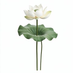 Obraz premium White lotus flower with green leaf and stem.