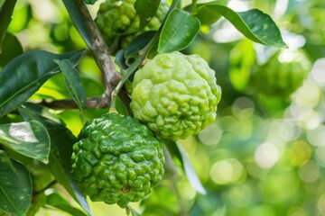 Fototapeta premium Bergamot fruits growing on a tree branch among green leaves