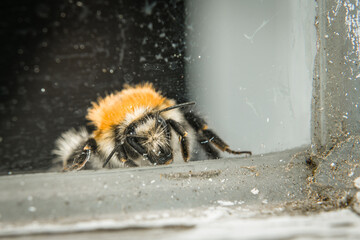 Nahaufnahme einer erschöpften Hummel hinter einer schmutzigen Glasscheibe, Deutschland