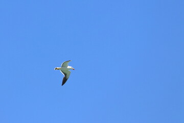 pacific gull