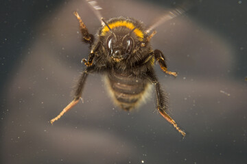 Nahaufnahme einer erschöpften Hummel hinter einer schmutzigen Glasscheibe, Deutschland
