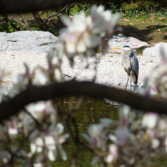 Beautiful and huge grey heron creatively shot through a magnolia tree at the riverside