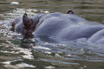 Fototapeta premium Close up of a large hippopotamus swimming
