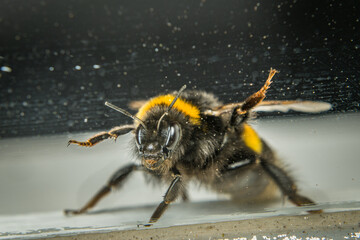 Nahaufnahme einer erschöpften Hummel hinter einer schmutzigen Glasscheibe, Deutschland