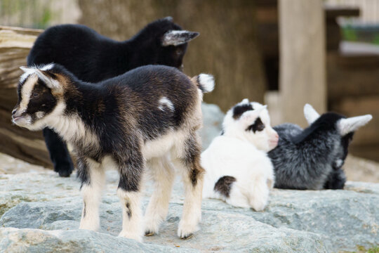 a group of little baby goats standing on a rock - Powered by Adobe