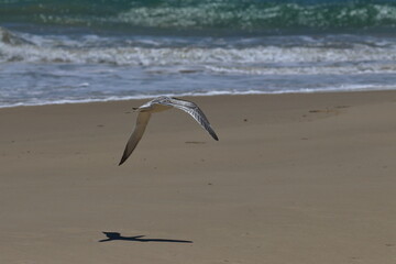 crested tern
