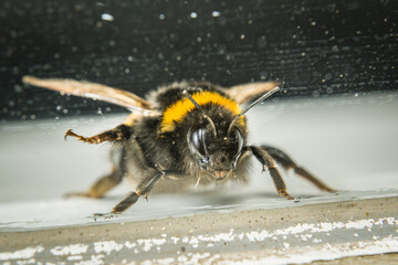 Nahaufnahme einer erschöpften Hummel hinter einer schmutzigen Glasscheibe, Deutschland