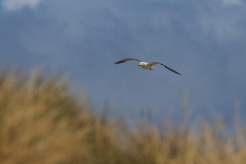 pacific gull