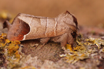Closeup on a brown colored Chocolate-tip moth, Clostera curtula , sitting on a piece of wood