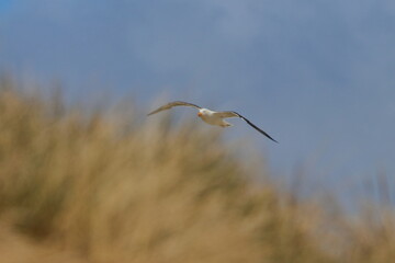 pacific gull
