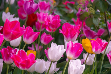 Blooming Pink Tulip: A Symbol of Grace and Elegance