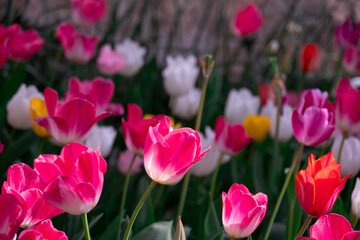 Close-Up of Tulips Showcasing Their Delicate Beauty