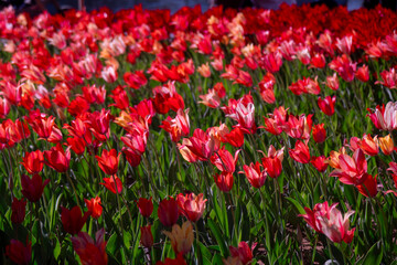 Fototapeta premium Close-Up of Vibrant Red Tulips in Full Bloom