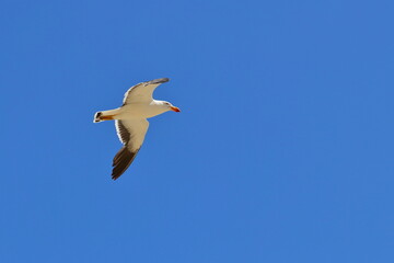 pacific gull