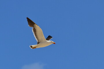 pacific gull