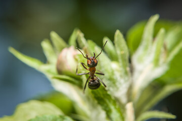 Nahaufnahme einer Ameise an den Blüten Knospen auf einem Apfel Baum, Deutschland