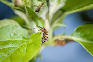 Nahaufnahme einer Ameise an den Blüten Knospen auf einem Apfel Baum, Deutschland