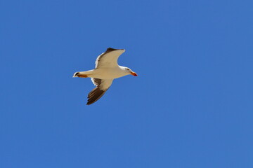 pacific gull
