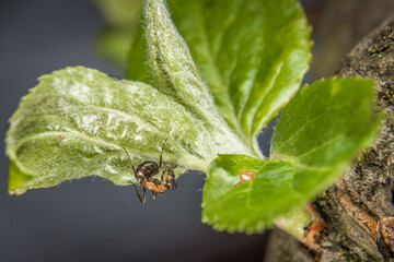 Nahaufnahme einer Ameise an den Blüten Knospen auf einem Apfel Baum, Deutschland