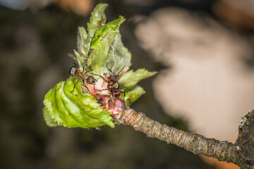 Nahaufnahme einer Ameise an den Blüten Knospen auf einem Apfel Baum, Deutschland