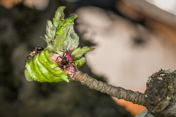 Nahaufnahme einer Ameise an den Blüten Knospen auf einem Apfel Baum, Deutschland