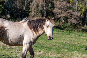 cheval de couleur gris clair se délaçant dans son pâturage nous regardant au bord du chemin de...