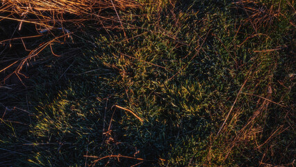 Frosty grass illuminated by morning sunlight