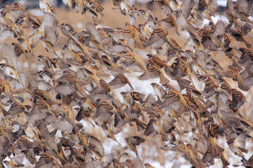 Flying sparrows