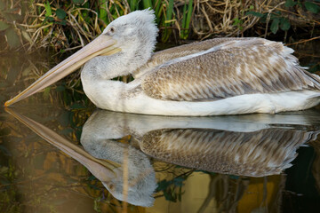 Dalmatian Pelican swimming in a lake