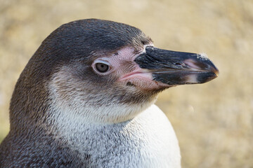 Portrait of a South American Humboldt penguin © Alexander