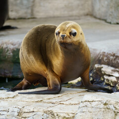 Naklejka premium Portrait of a South American baby sea lion