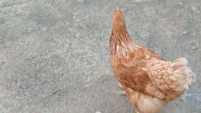 Brown hen with white tail feathers walking freely in the home yard. The hen moves around the yard, displaying its natural behavior in a domestic environment.
