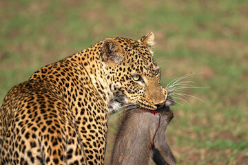 Leopard with baby warthog 