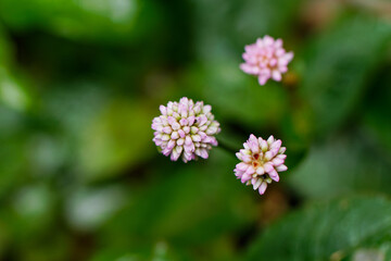 ヒメツルソバ01