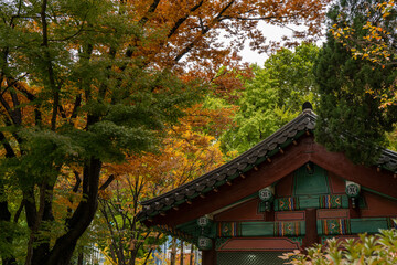 japanese garden in autumn