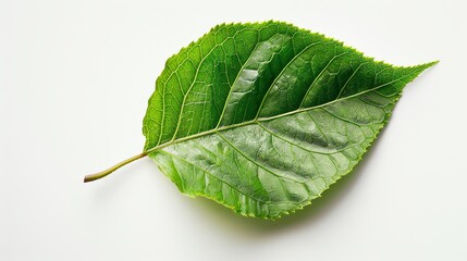 Obraz premium A single green leaf on a white background.