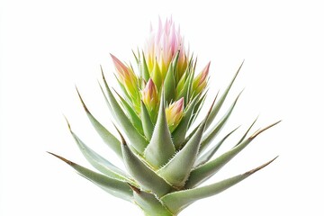 Fototapeta premium Spiky green plant with pink flower buds.