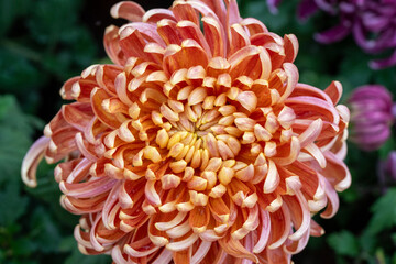 Orange chrysanthemums in the park