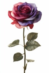 Obraz premium A single purple and red rose with green leaves.