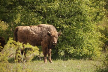 Fototapeta premium A bison in the wild follows its surroundings
