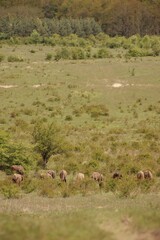 a herd of bison graze on a meadow in the Czech Republic