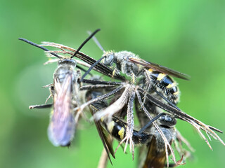 Close up of wasps perching on wild plants, scoliid wasp (Scoliidae)