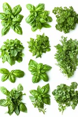 Obraz premium Assortment of fresh herbs on white background.