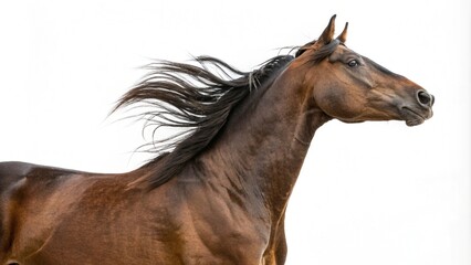 Obraz premium brown horse isolated on white background 