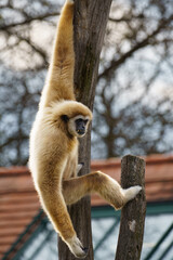 White handed Gibbon or Lar Gibbon hanging from a tree