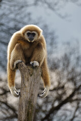 White handed Gibbon or Lar Gibbon sitting on a tree
